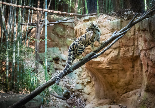 Clouded Leopard as zoological specimen in Georgia.