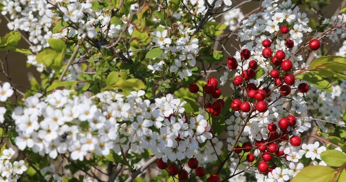빨간 열매와 하얀 꽃이 보이는 아름다운 봄 풍경