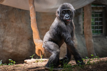 Juvenile Western Lowland Gorilla in zoological setting located in Georgia.