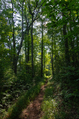 Fototapeta na wymiar Smoky Mountains landscape along the trails. Smoky Mountains National Park, Tennessee, USA