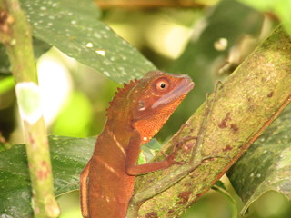 Gunung Mulu National Park,  Sarawak, World Heritage Site by Unesco large caves and karst formations,  mountain rain forest