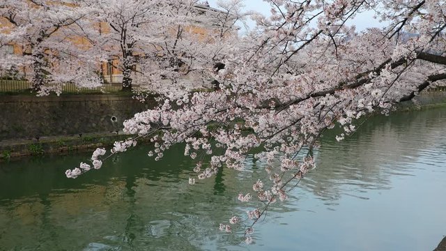 桜　満開の京都