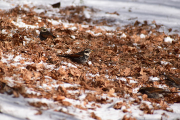 枯れ葉の上のツグミ