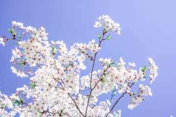White cherry blossoms blooming under the blue-purple sky