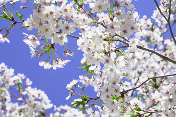 White blooming cherry blossoms swaying in the wind. Beautiful pink white cherry blossoms blooming in spring
