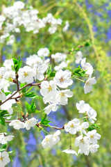 White pear blossoms in spring