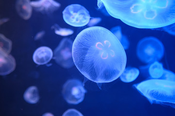 Jellyfish in action in the aquarium , close up