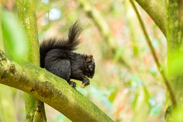 close up of a cute black squirrel sitting on the tree branch eating a pine cone in the park