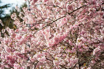 dense populated pink cherry flowers blooming in the park