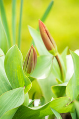 two pink tulip flower buds on top of big green leaves in the park with blurry green background