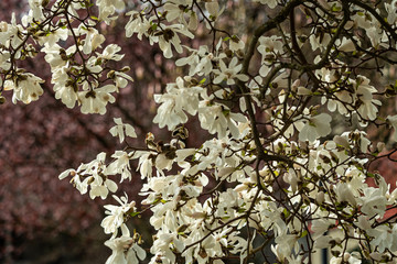 dense white magnolia flower blooming on the tree inside park with blurry pink background