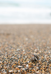 shellfish in the sand
