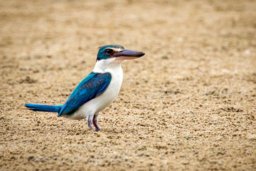 Image of Collared Kingfisher(Todiramphus chloris) standing on the sand. Bird. Animals.