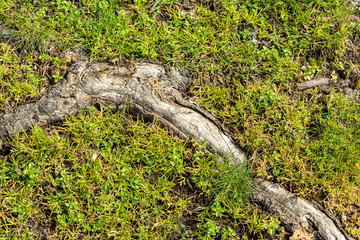 a long spending tree root bury under the grass and moss-covered ground under the sun 