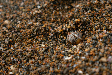 shellfish in the sand