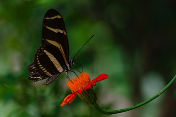 pollinating butterfly