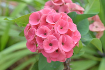 Fototapeta premium Red flowers are blooming beautifully.