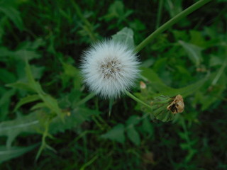 123RF.com
Single dandelion white flower with fine hair in the meadow on blurred green background.
