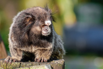 Sagui