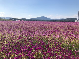 Fototapeta premium field of tulips