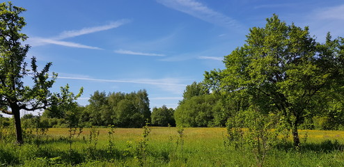 forest and blue sky in spring in germany