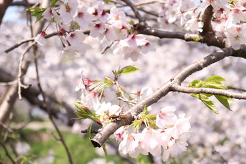 桜と足長蜂　
Paper wasp and cherry blossom 　