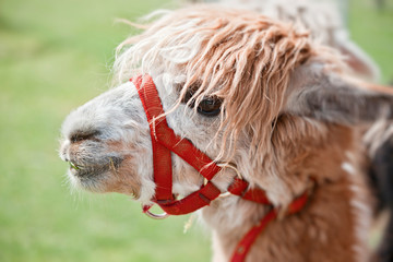 Close up portrait of an Alpaca with shallow depth of field