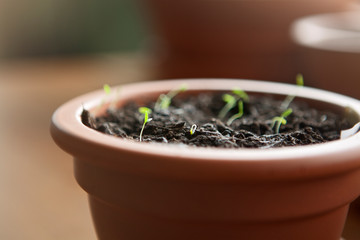 Plant seedlings in a clay pot