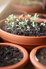 Plant seedlings in a clay pot