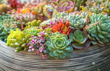 Miniature succulent plants in a planter