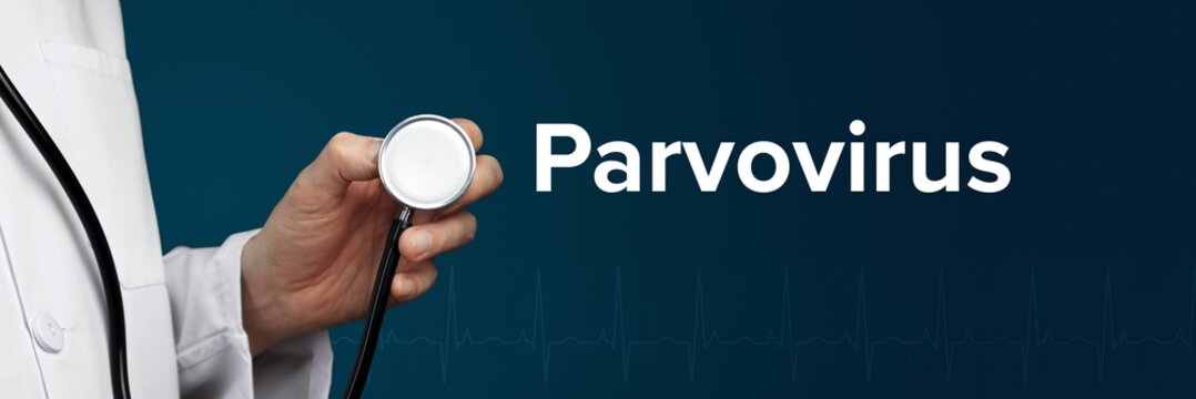 Parvovirus. Doctor in smock holds stethoscope. The word Parvovirus is next to it. Symbol of medicine, illness, health