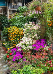 Fototapeta na wymiar Flower pots decorate on white wall and colorful flowers in the spring garden blossom beautiful
