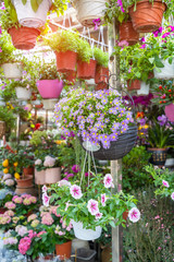 colourful petunia flowers hanging in garden