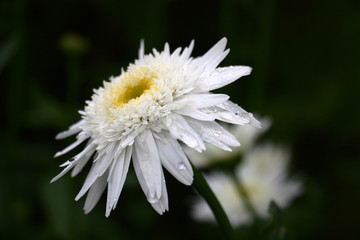 Fototapeta premium Large fluffy beautiful camomile with a considerable quantity of petals of the different size. The middle of a flower and tips of small petals of yellow colour. 