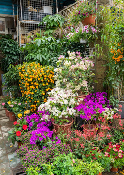 Flower pots decorate on white wall and colorful flowers in the spring garden blossom beautiful