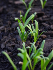 Seedlings in the garden