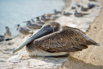 Brown pelican on the beach