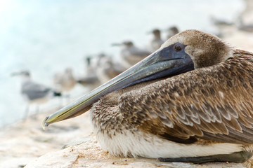 Brown pelican on the beach