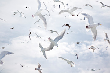 Flock of Seagulls flying against a cloudy sky