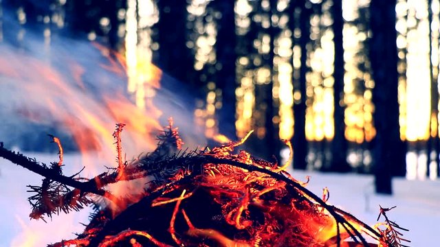A small fire camp in the middle of a coniferous forest. Filmed in Northern Canada.