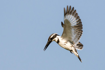 Image of Pied Kingfisher (Ceryle rudis) male hovering in flight on sky. Bird. Wild Animals.