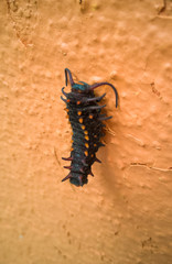 oruga de color negro con puntos naranja en una superficie naranja
