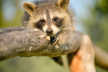 Gros plan d'un Jeune et beau raton laveur jouant sur une branche
