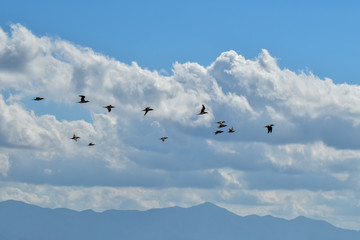 Nuvens e Atobás em Formação