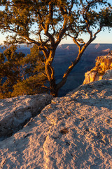 Pinyon Pine Standing on the Edge of Hopi Point, South Rim,Grand Canyon National Park, Arizona, USA