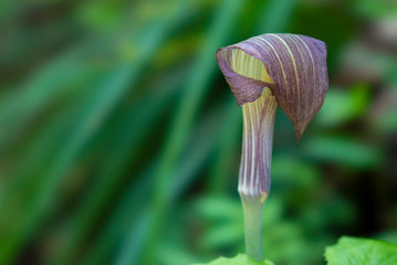 ウラシマソウ（浦島草）