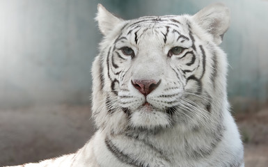 Plakat white tiger portrait