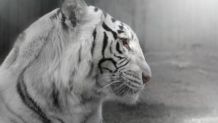 white tiger head side profile