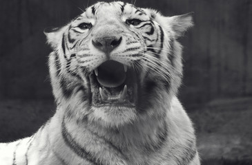 white tiger roar