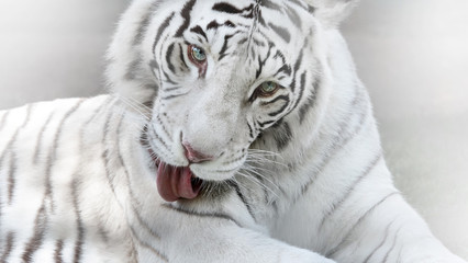 white tiger portrait